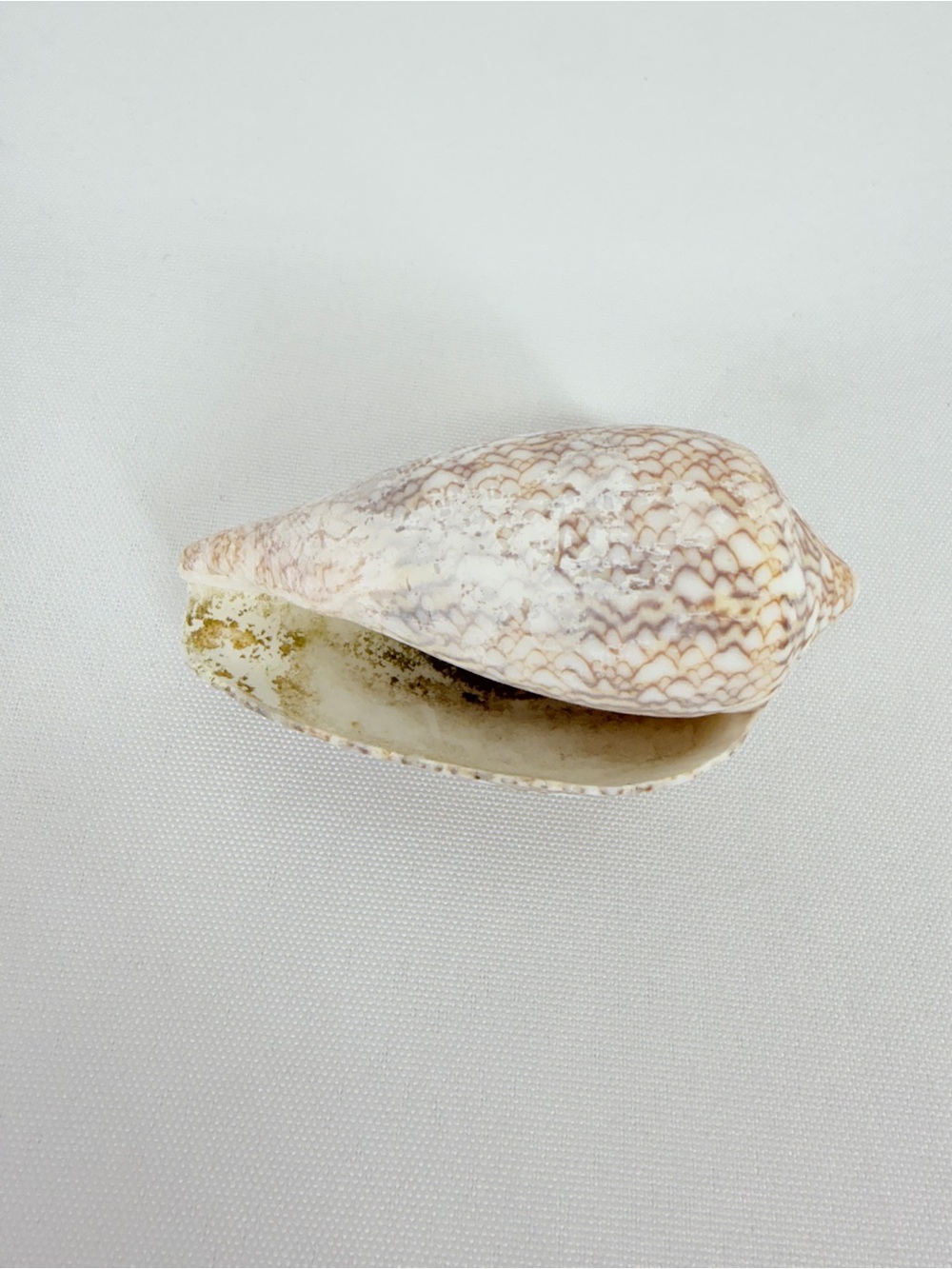 Seashell from down by the seashore - Picture 4 of 7